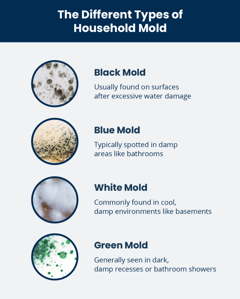 The 3 Most Likely Types of Mold to find in Your Home