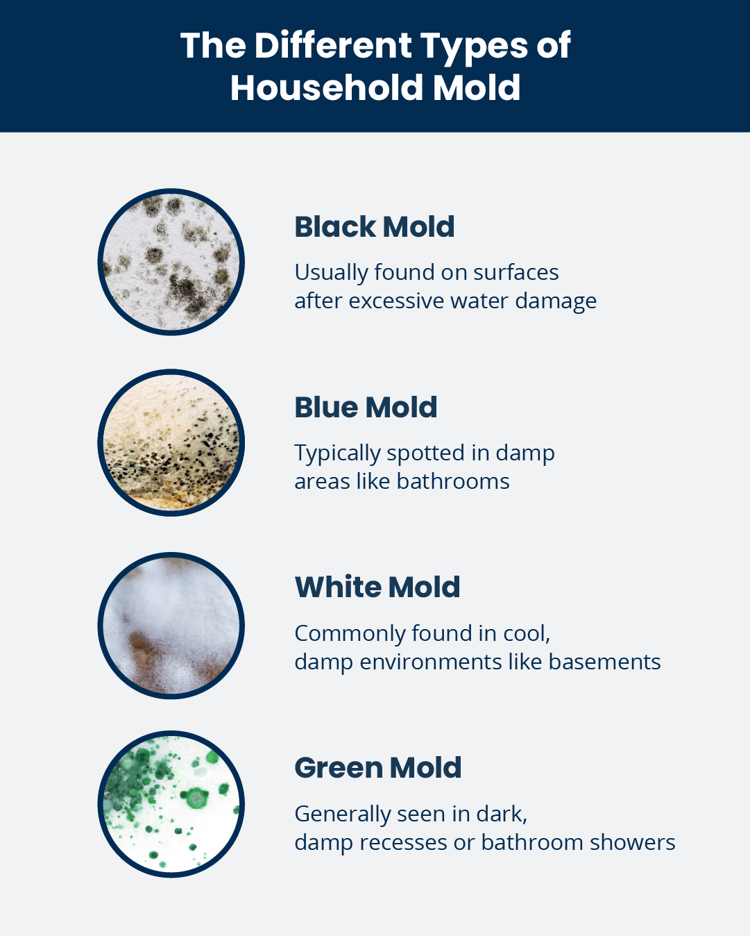 How to Kill Mold on Drywall Proven Techniques for a Rental Home