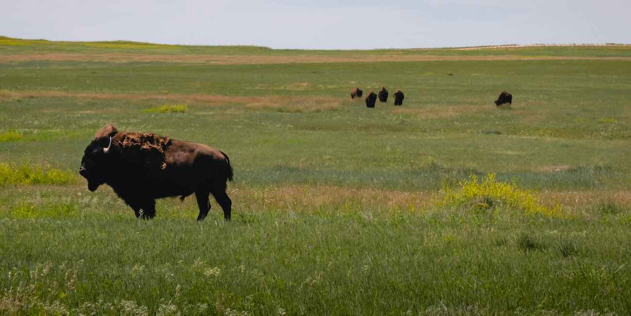 South Dakota Buffalo