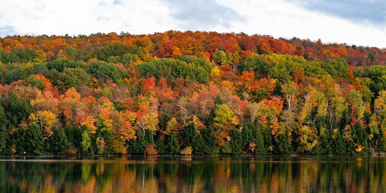 Vermont Treeline